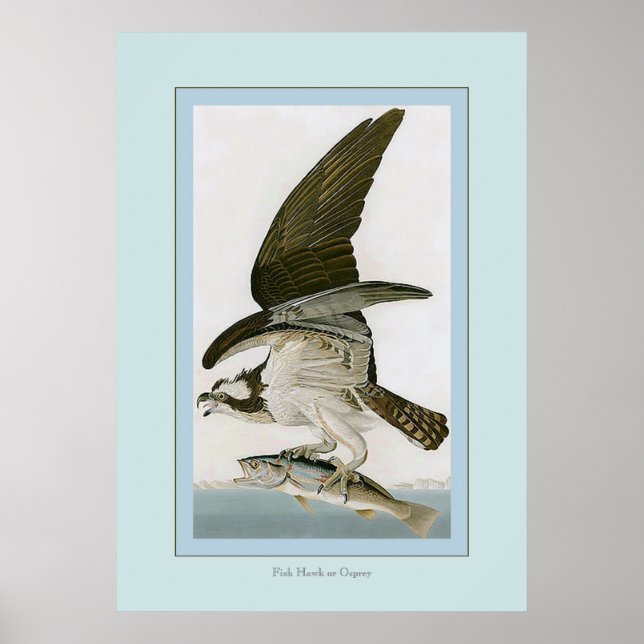 Poster Buse à poisson ou balbuzard pêcheur (Devant)