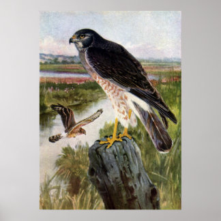 Poster Buse des marais