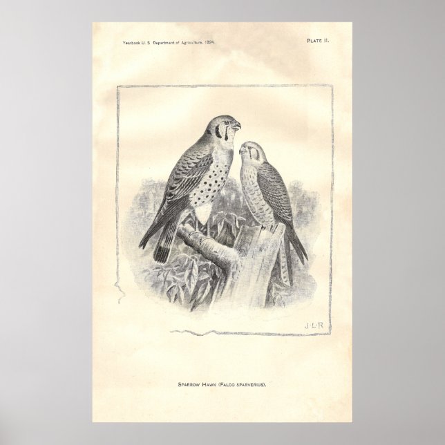 Poster Buses à moelle épinière noire et blanche (Devant)