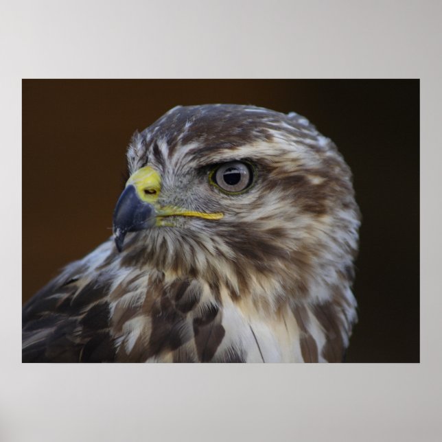 Poster Buteo buteo (Devant)