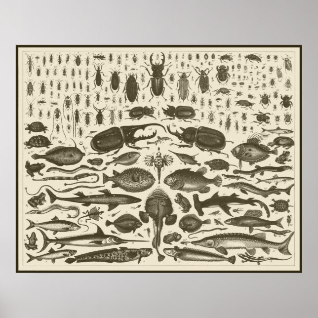 POSTER C R I T T R S (Devant)