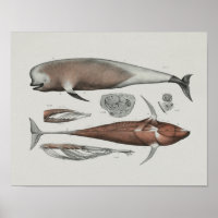 CaaPilot Anatomie de baleines Imprimer Biologie ma