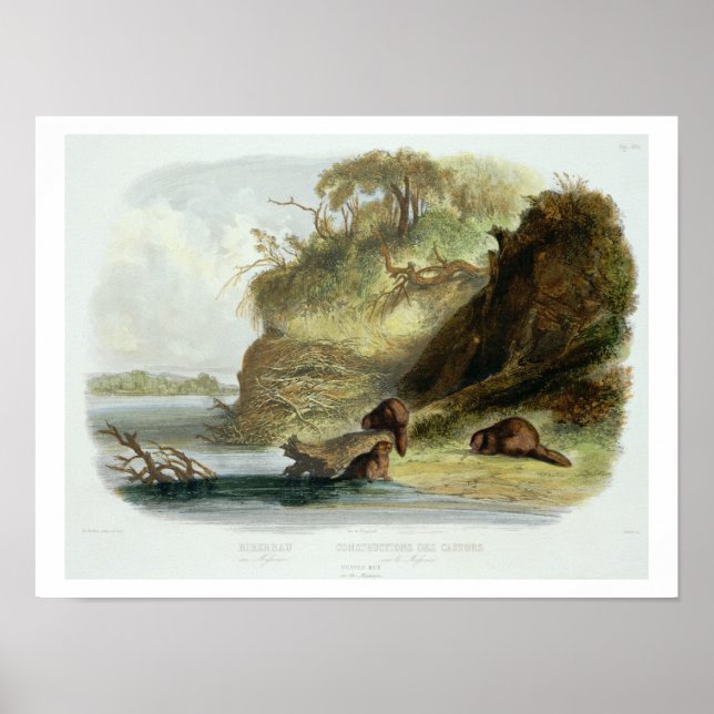 Poster Cabine de castor sur le Missouri, plaque 17 du vol (Devant)