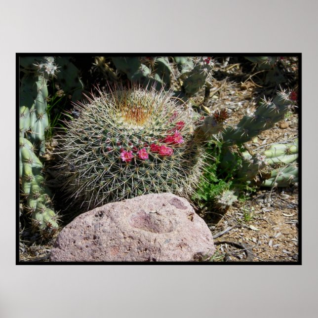 Poster Cactus (Devant)