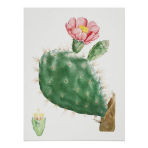 Poster Cactus Cochenillifer, Illustration Antique, 1799