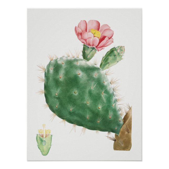 Poster Cactus Cochenillifer, Illustration Antique, 1799  (Devant)