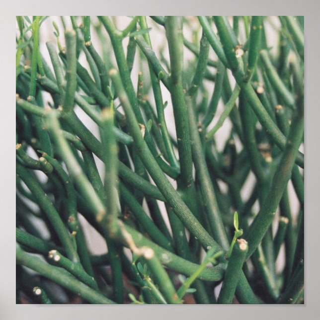 Poster Cactus crayon - Customisé (Devant)