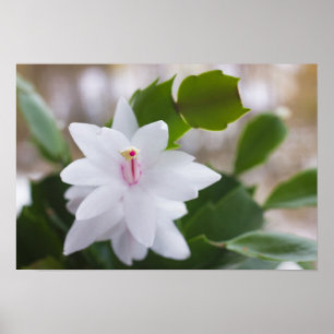 Poster Cactus de Noël blanc Schlumbergera CC0039 Fleur