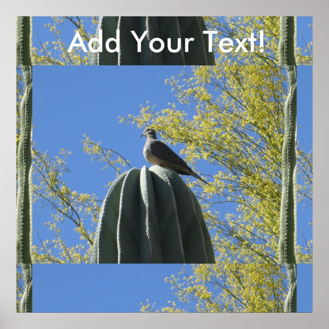 Poster Cactus Dove (Devant)