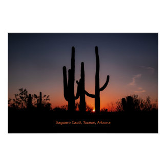 Poster Cactus du Saguaro au coucher du soleil