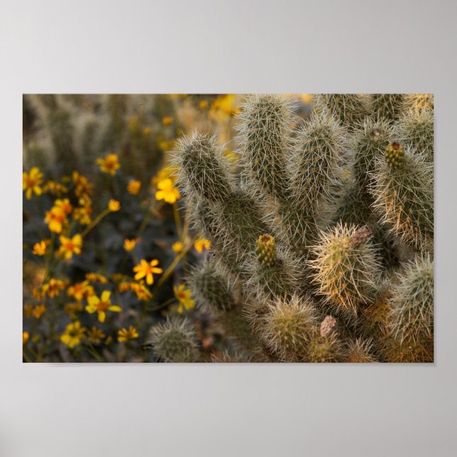 Poster cactus et fleurs sauvages (Devant)