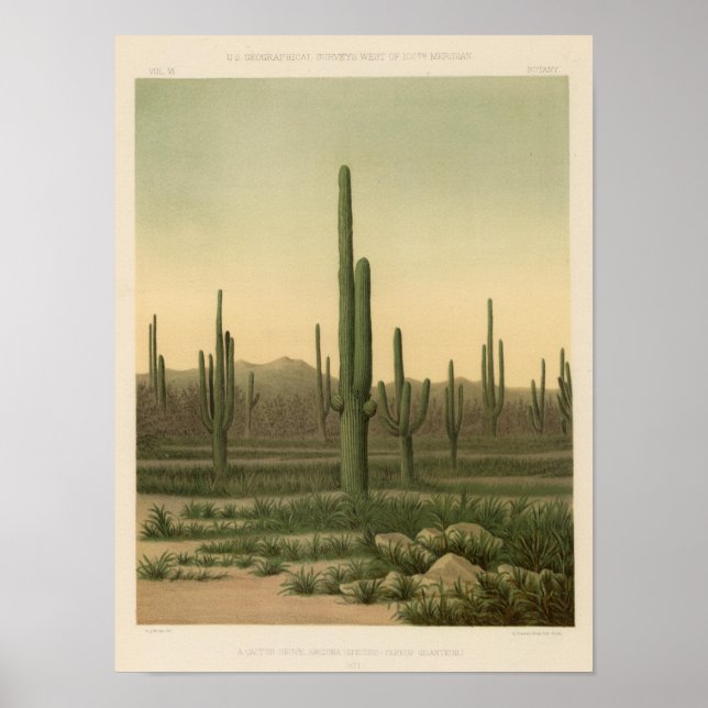 Poster Cactus grove, Arizona (Devant)