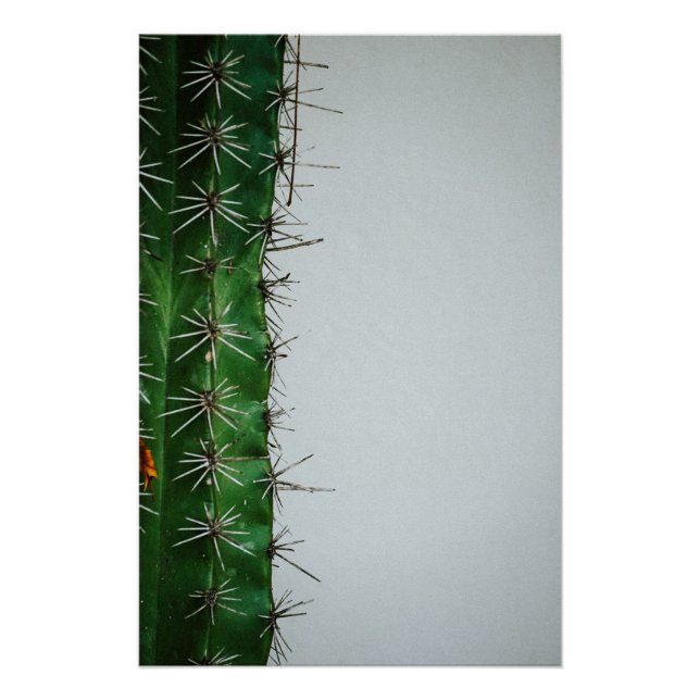 Poster Cactus verts devant un mur blanc (Devant)