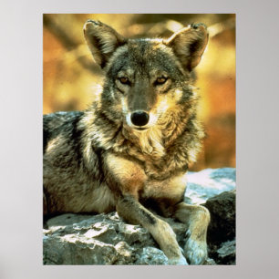 Poster Cadeaux d'amants de coyote