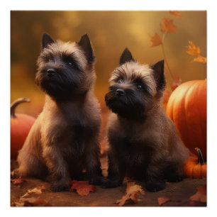 Poster Cairn Terrier Chiot Automne Citrouille de plaisir