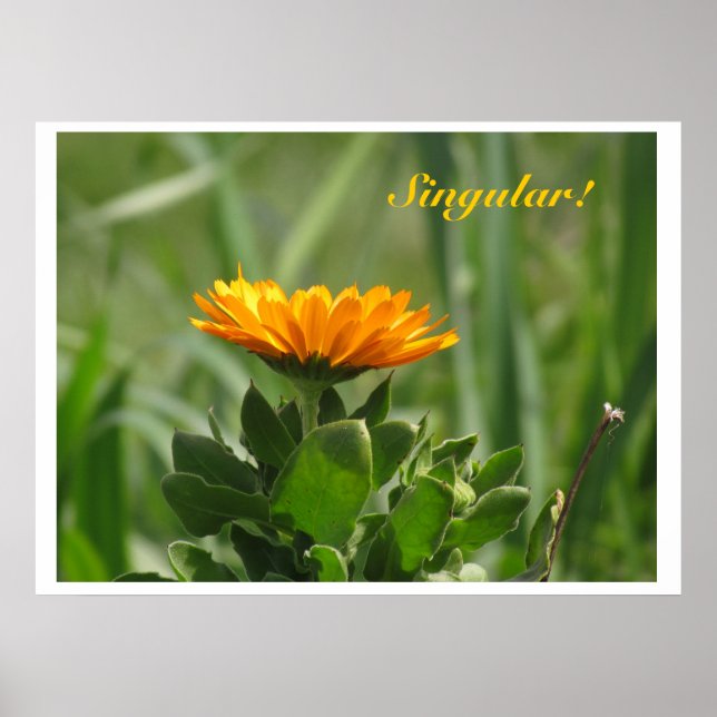 Poster - Calendula Bloom (Devant)