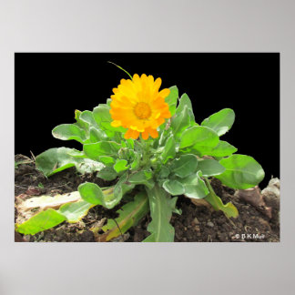 Poster - Calendula Blossom