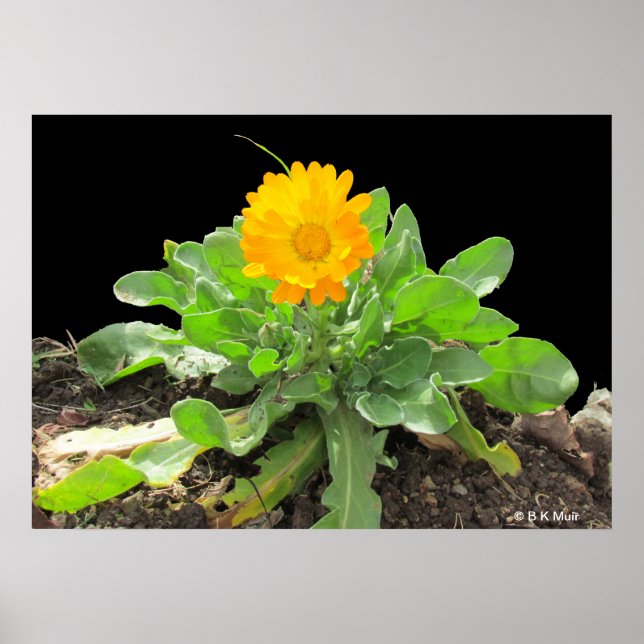 Poster - Calendula Blossom (Devant)