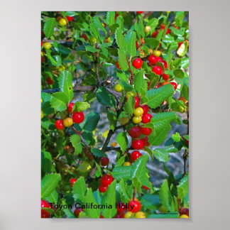 Poster California holly, Toyon California Holly, Ray ...