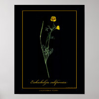 California Poppy Botanical Art