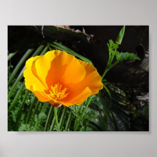 Poster California Poppy (Eschscolzia California)