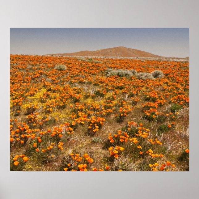 Poster California poppy wildflower (Devant)