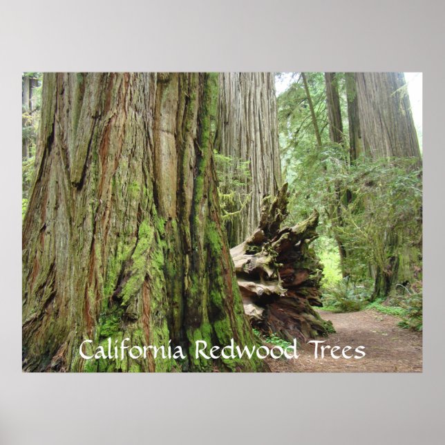Poster California Redwood Trees art estampes Big Redwoods (Devant)