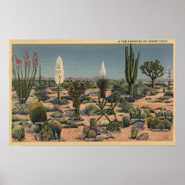 Poster CalifornieVariétés de cactus du désert (Devant)