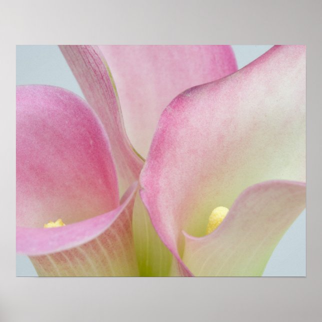 Poster Calla Lilies Rose (Devant)