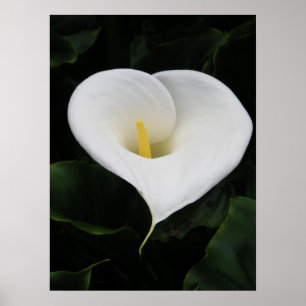 Poster Calla Lilly