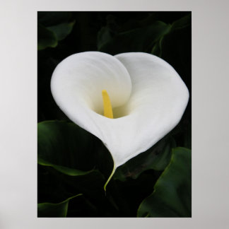Poster Calla Lilly
