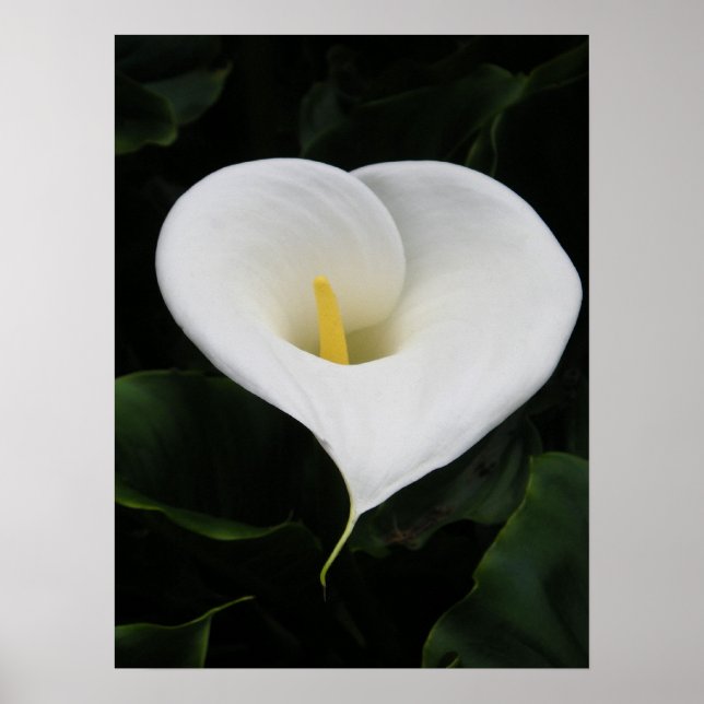 Poster Calla Lilly (Devant)