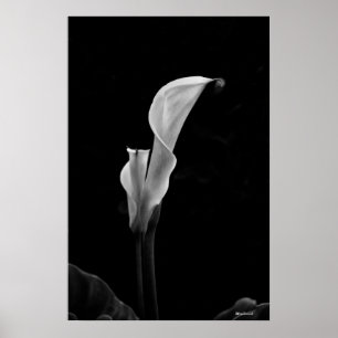 Poster Calla Lily