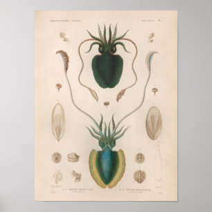 Poster Calmar Bleu Mer Vintage Créatures Art Imprimer