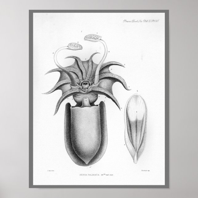 Poster Calmar Vintage Céphalopod Mer Créatures Art Imprim (Devant)