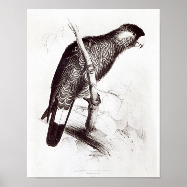 Poster Calyptorhynchus Baudinii, ou Cockatoo de Baudin (Devant)