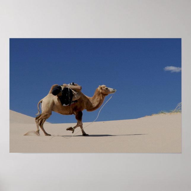 Poster camel (Devant)