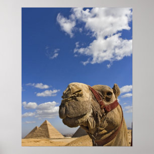 Poster Camel devant les pyramides de Gizeh, Egypte,