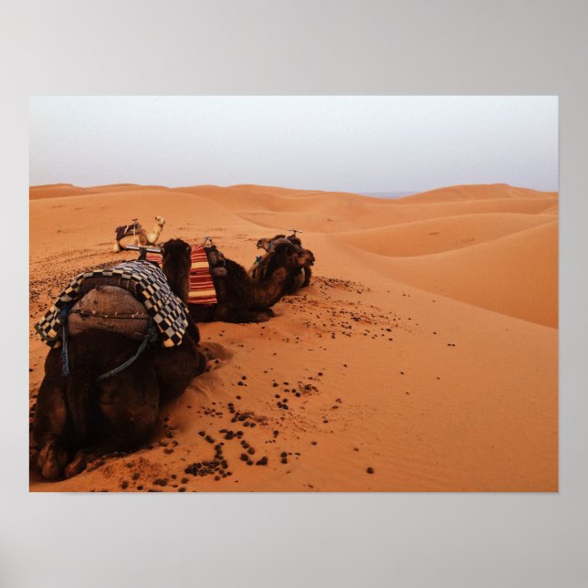 Poster Camel from the back (Devant)