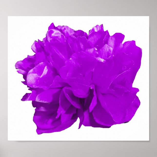 Poster Camelia Pop Purple (Devant)