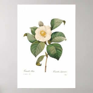Poster Camellia blanche unique
