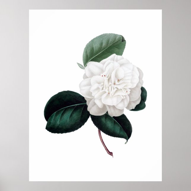 Poster Camellia, fleur blanche, imprimé botanique (Devant)