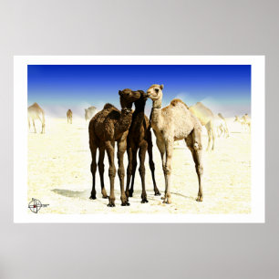 Poster Camels