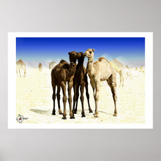 Poster Camels