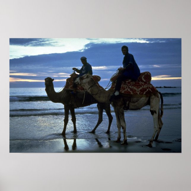 Poster Camels, Maroc (Devant)
