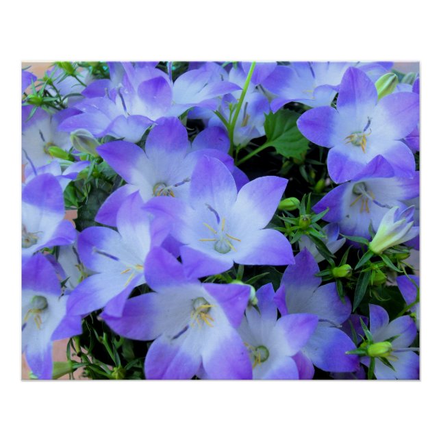 Poster Campanula violet blanc Bellflowers Photographie (Devant)