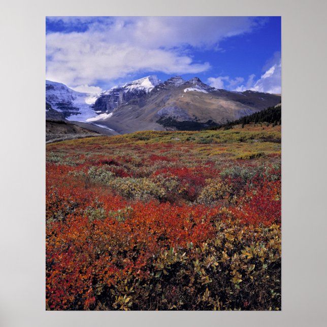 Poster Canada, Alberta, Parc national de Banff. Les airel (Devant)