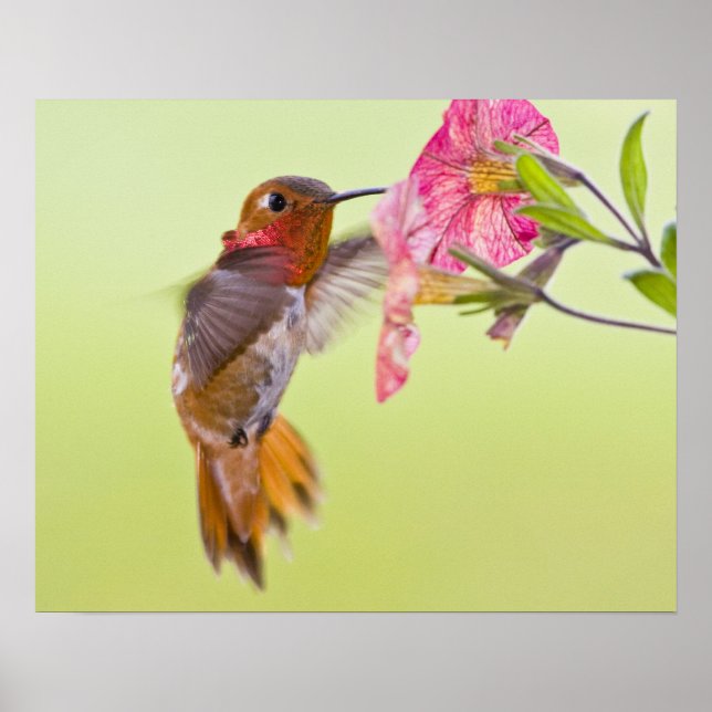 Poster Canada, British Columbia, Rufous Hummingbird (Devant)