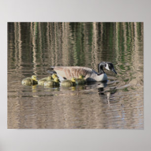 Poster Canada Goose Mom Gosling Baby Faune