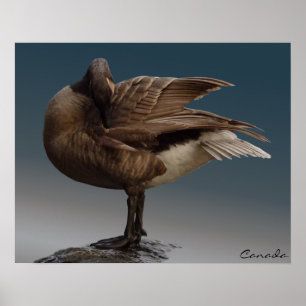 Poster Canada Goose Poster Poster Souvenir Canada